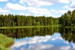 So feiern die Schweden Mittsommer - Schweden-Kompass.de